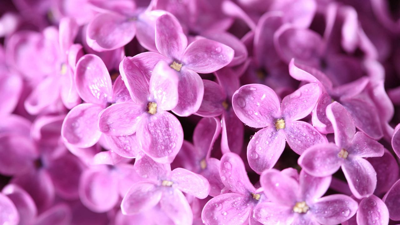 Wallpaper lilac, flower, bud, petals