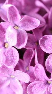 Preview wallpaper lilac, flower, bud, petals