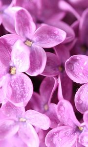 Preview wallpaper lilac, flower, bud, petals