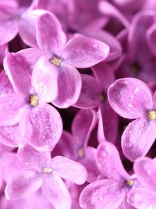 Preview wallpaper lilac, flower, bud, petals