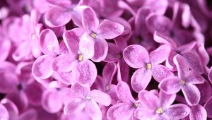 Preview wallpaper lilac, flower, bud, petals