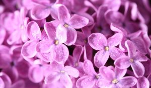 Preview wallpaper lilac, flower, bud, petals