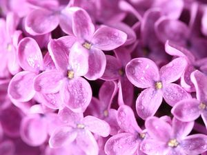 Preview wallpaper lilac, flower, bud, petals