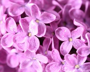 Preview wallpaper lilac, flower, bud, petals