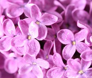 Preview wallpaper lilac, flower, bud, petals