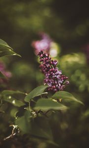 Preview wallpaper lilac, flower, bush, flowering