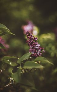 Preview wallpaper lilac, flower, bush, flowering