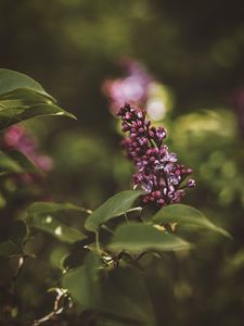 Preview wallpaper lilac, flower, bush, flowering