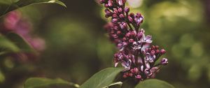 Preview wallpaper lilac, flower, bush, flowering