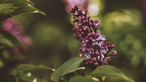 Preview wallpaper lilac, flower, bush, flowering