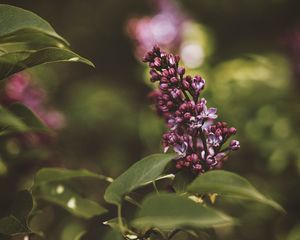 Preview wallpaper lilac, flower, bush, flowering