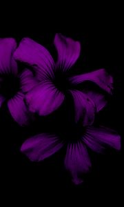 Preview wallpaper lilac, flower, dark, purple, night