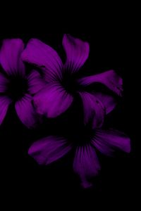 Preview wallpaper lilac, flower, dark, purple, night