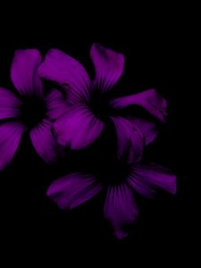 Preview wallpaper lilac, flower, dark, purple, night