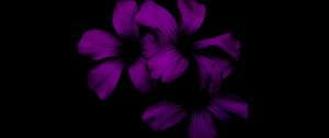 Preview wallpaper lilac, flower, dark, purple, night