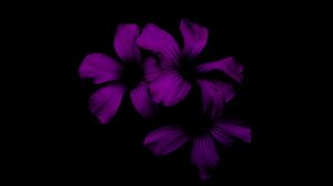 Preview wallpaper lilac, flower, dark, purple, night
