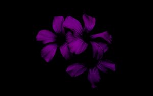 Preview wallpaper lilac, flower, dark, purple, night