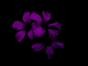 Preview wallpaper lilac, flower, dark, purple, night