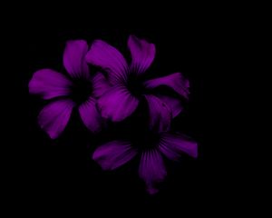 Preview wallpaper lilac, flower, dark, purple, night