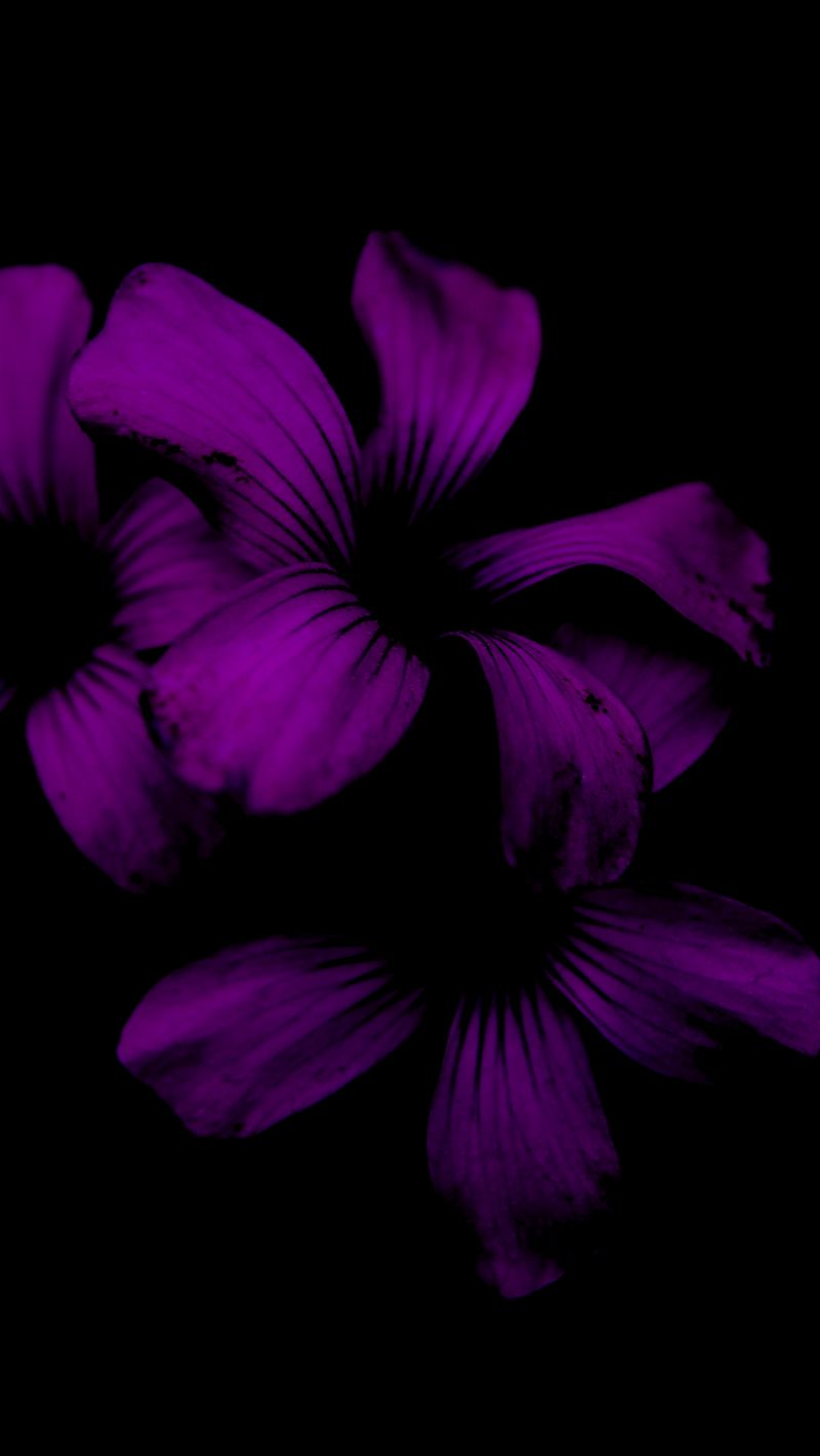 purple crocus flower in bloom close up photo iPhone 11 Wallpapers Free  Download