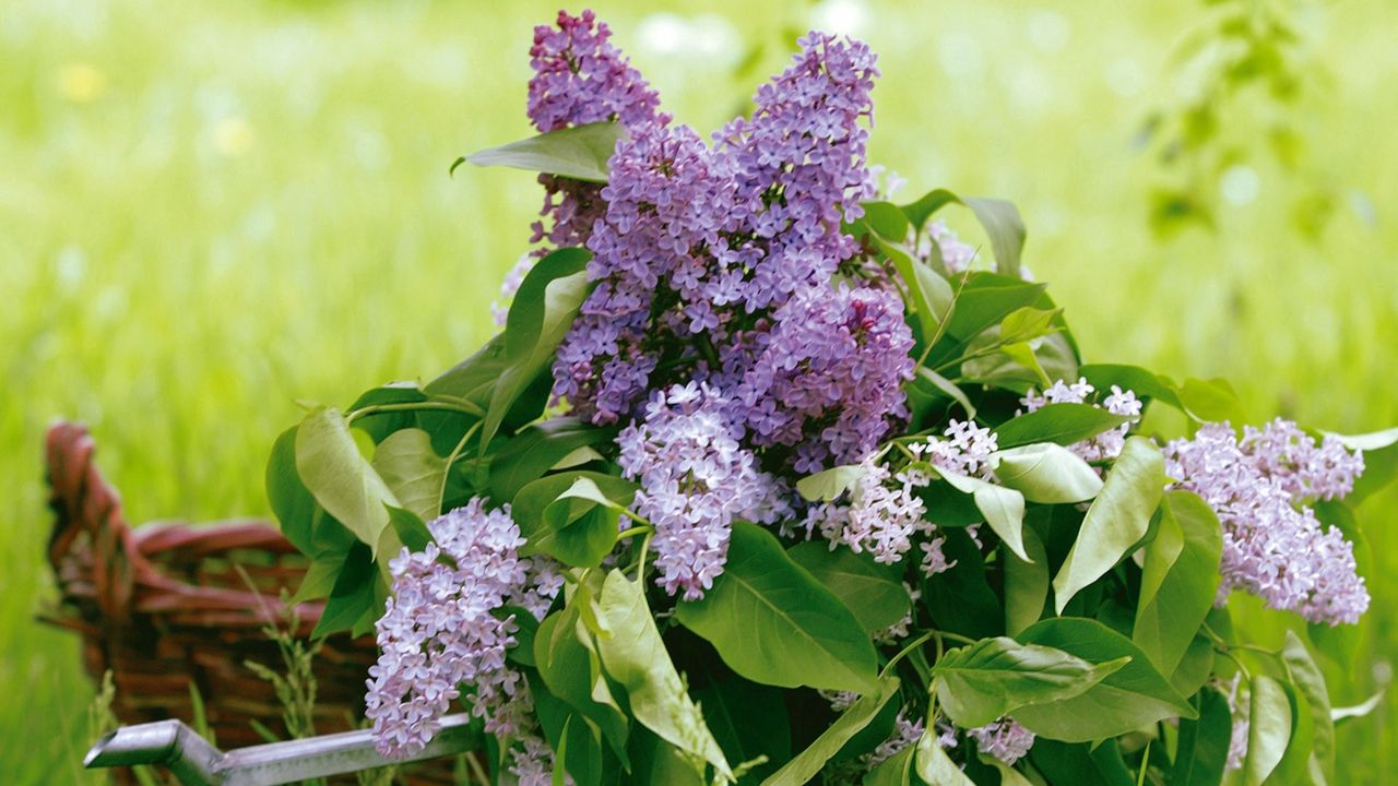 Wallpaper lilac, flower, leaves, watering, basket, greens