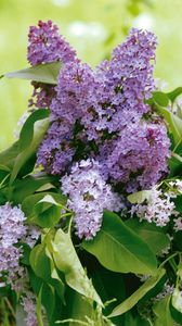 Preview wallpaper lilac, flower, leaves, watering, basket, greens