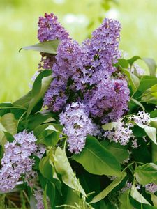 Preview wallpaper lilac, flower, leaves, watering, basket, greens