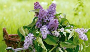 Preview wallpaper lilac, flower, leaves, watering, basket, greens