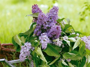 Preview wallpaper lilac, flower, leaves, watering, basket, greens