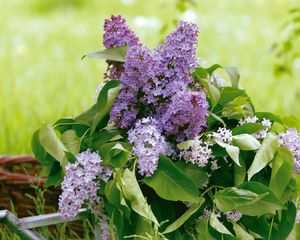 Preview wallpaper lilac, flower, leaves, watering, basket, greens