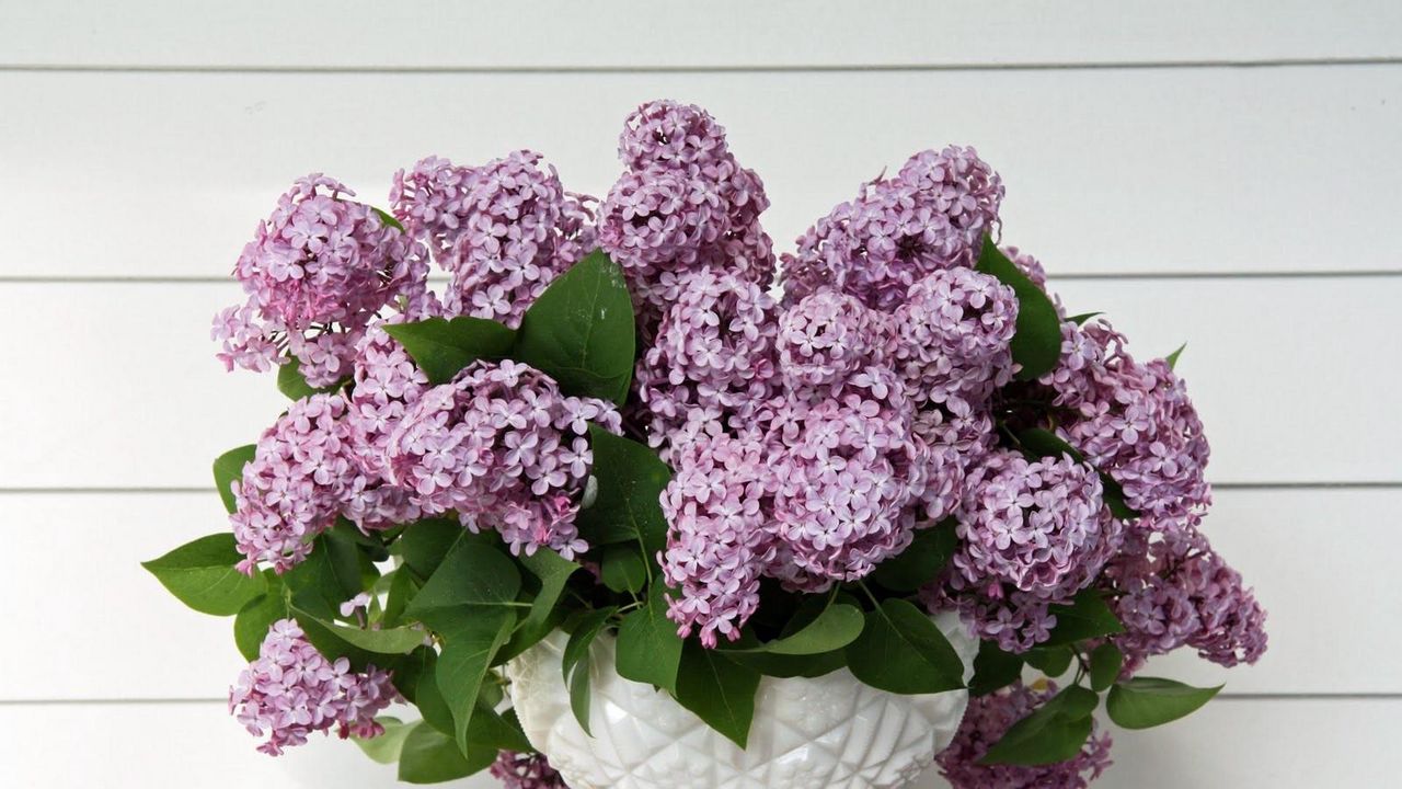 Wallpaper lilac, flower, spring, vase, leaves