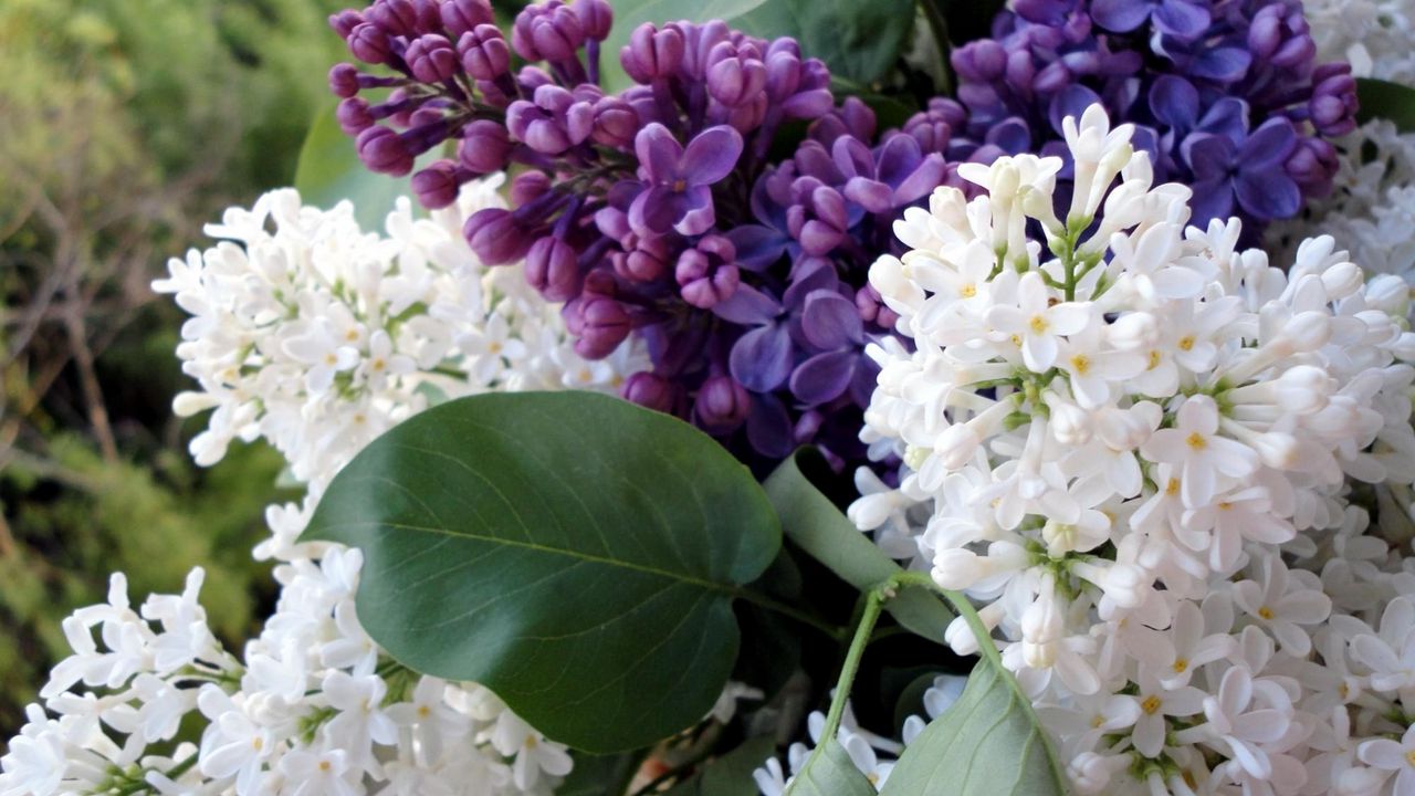Wallpaper lilac, flowering, branches, spring, flower, close-up