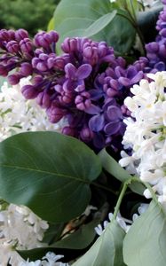 Preview wallpaper lilac, flowering, branches, spring, flower, close-up