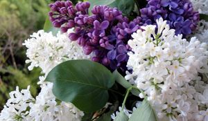 Preview wallpaper lilac, flowering, branches, spring, flower, close-up