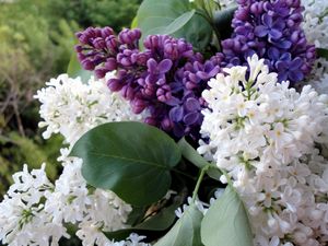 Preview wallpaper lilac, flowering, branches, spring, flower, close-up