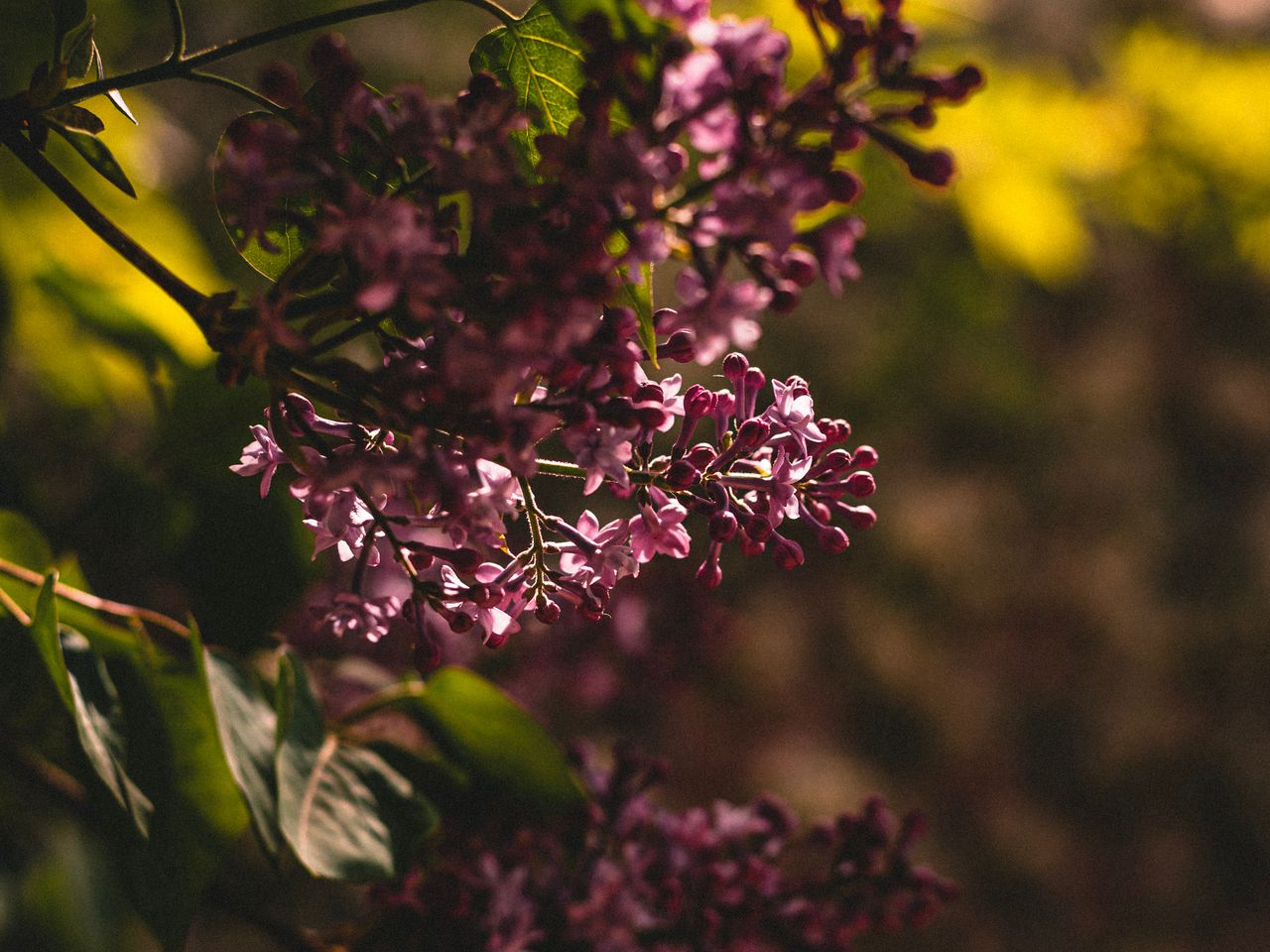 1280x960 Wallpaper lilac, flowering, bush, leaves