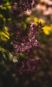 Preview wallpaper lilac, flowering, bush, leaves