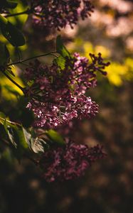 Preview wallpaper lilac, flowering, bush, leaves