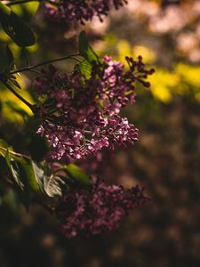 Preview wallpaper lilac, flowering, bush, leaves