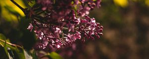 Preview wallpaper lilac, flowering, bush, leaves