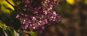 Preview wallpaper lilac, flowering, bush, leaves