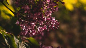 Preview wallpaper lilac, flowering, bush, leaves