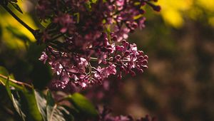 Preview wallpaper lilac, flowering, bush, leaves