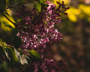 Preview wallpaper lilac, flowering, bush, leaves