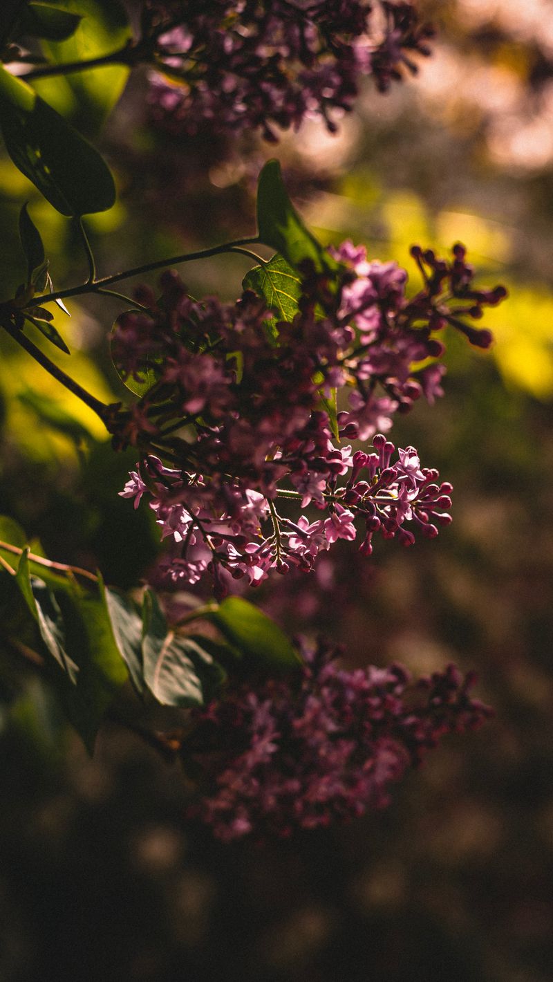 800x1420 Wallpaper lilac, flowering, bush, leaves