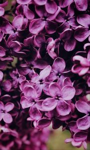 Preview wallpaper lilac, flowers, bloom, macro