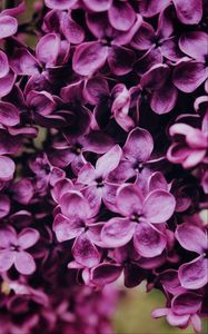 Preview wallpaper lilac, flowers, bloom, macro