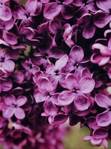 Preview wallpaper lilac, flowers, bloom, macro