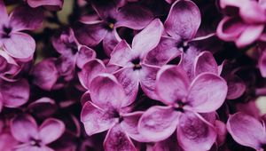 Preview wallpaper lilac, flowers, bloom, macro