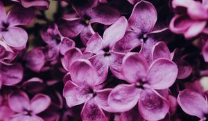 Preview wallpaper lilac, flowers, bloom, macro